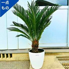 【一点もの】ソテツ 蘇鉄 8号 樹高1.0m(鉢底から）幅0.8m シンボルツリー 苗木 苗 庭木 植木 常緑樹 常緑高木 ベランダ 玄関 屋外用 観葉植物 外用