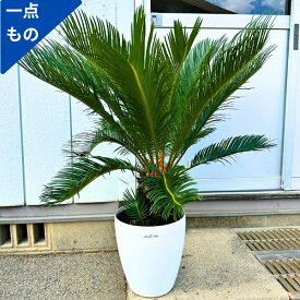【一点もの】ソテツ（蘇鉄）8号 樹高0.9m(鉢底から) 幅0.8m 鉢カバー 屋外用 観葉植物 ベランダ シンボルツリー 庭木 植木 常緑樹 常緑高木