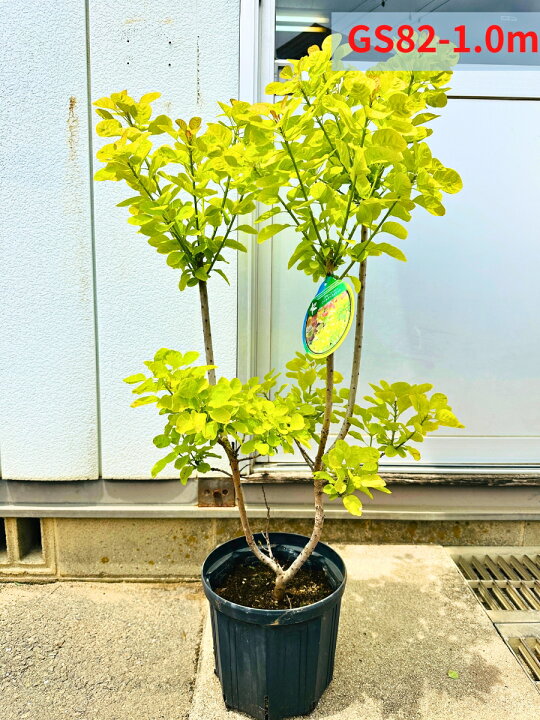 楽天市場】【現品発送】 スモークツリー ゴールデンスピリット 8号 