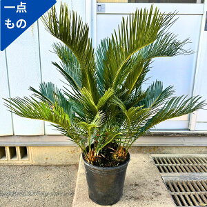植木 ソテツの人気商品・通販・価格比較 - 価格.com 