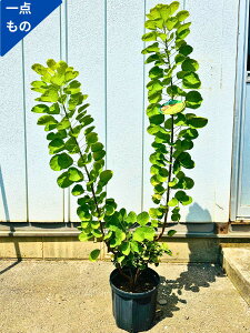 植木 スモークツリーの人気商品・通販・価格比較 - 価格.com