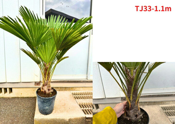 楽天市場】【現品発送】トウジュロ 8号 樹高1.1-1.3m(鉢底から)シュロ 