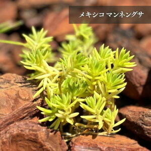 LVR}lOT y3zyZ_z 9cmi3j|bgyczOf[VBS҂ȒPȃOhJo[