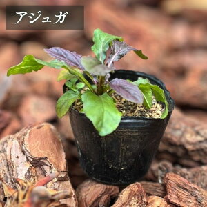 AWK v^Xy3zyOhJo[z 9cm|bg t̖KBS҂łĂ₷ȐA