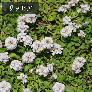 ���b �s�A�y3���z�y�O�����h�J�o�[�z�Ő��̑���ɂ��B���S�҂����S�̍ŋ��O�����h�J�o�[