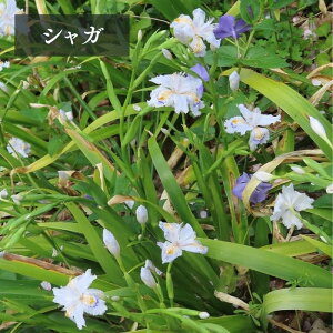 VKy3zyAz^ȔԂ炩BS҂S̃VF[hK[fA