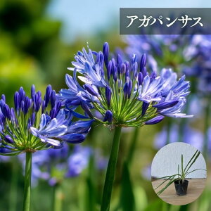 AKpTXy3zyczԂ炩BS҂S̈Ă₷K[fjOA