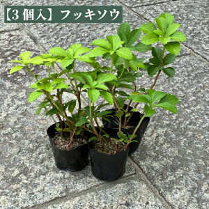 tbL\EixMjy3z Ηt^Cv 9cm|bg c