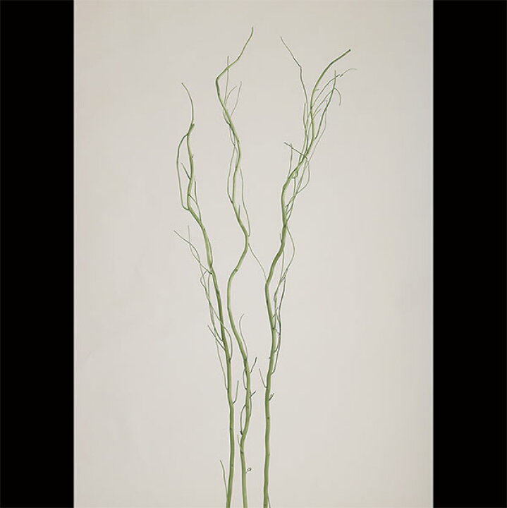 楽天市場 ドライ素材 うんりゅう柳 グリーン 全長110cm 6本セット 1束3本 2束 緑 ウンリュウヤナギ 雲竜柳 枝物 枝もの アレンジ ディスプレイ 装飾 グリーンランド