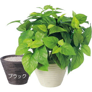 小鉢 植物の人気商品 通販 価格比較 価格 Com