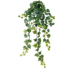 観葉植物 アイビー ハンギングの人気商品 通販 価格比較 価格 Com