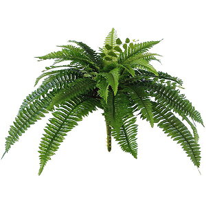 観葉植物 ネフロレピス Diy 工具の人気商品 通販 価格比較 価格 Com