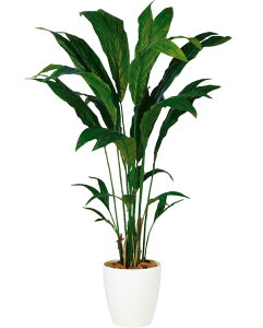 観葉植物 チャメドレアの人気商品 通販 価格比較 価格 Com