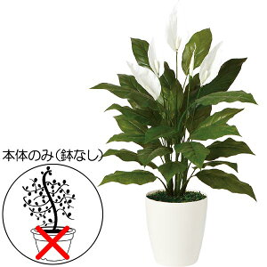 観葉植物 スパティフィラムの人気商品 通販 価格比較 価格 Com