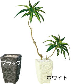 楽天市場 ドラセナ レフレクサの通販 楽天市場 ドラセナ レフレクサの通販