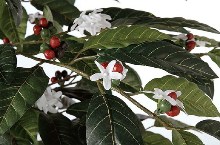 楽天市場 人工観葉植物 コーヒー スプレー 全長60cm 3本セット 花付き 実付き コーヒーノキ アラビアコーヒー 造花 花材 人工樹木 葉材 リーフ グリーン材 アレンジ ディスプレイ 装飾 グリーンランド