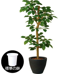 観葉植物 人工観葉植物 ボダイジュの人気商品 通販 価格比較 価格 Com