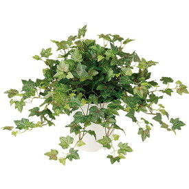 楽天市場 セイヨウキヅタの通販