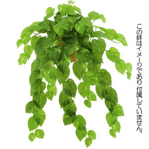 観葉植物 ポトス ハンギングの人気商品 通販 価格比較 価格 Com