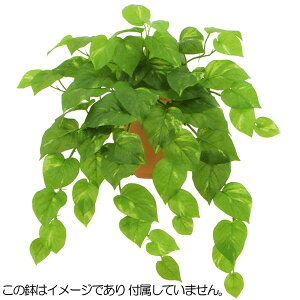 観葉植物 ポトス ハンギングの人気商品 通販 価格比較 価格 Com