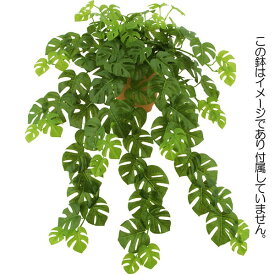 楽天市場 観葉植物 ハンギング 植物の種類モンステラ の通販