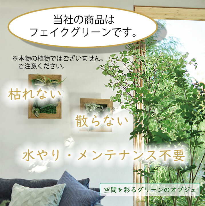楽天市場】チランジア ティランジア エアプランツ キセログラフィカ 