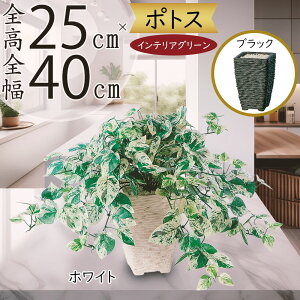 |gX tFCNO[  lC CeAO[ A }[u|gX ^  fXN lHϗtA ϗtA   CeA IuWF Ƌ   rO Q