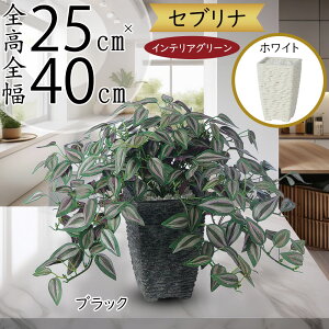 tFCNO[  lC A  CeAO[ lHϗtA   CeA IuWF A[gO[ {  t i` e[u 