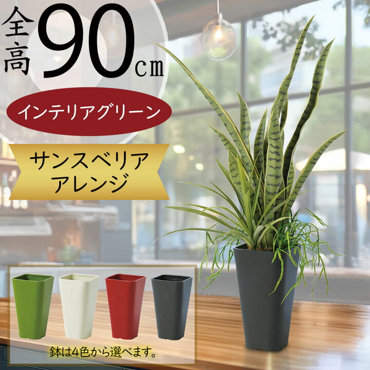 楽天市場】サンセベリア サンスベリア フェイクグリーン 多肉植物 