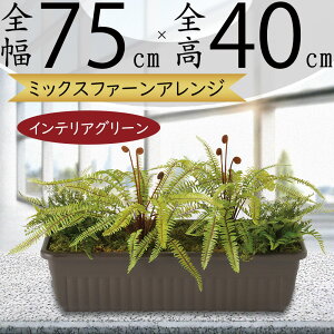 tFCNO[  ϗtA A lC A[gvc AWg CeAO[ Rei L  Ch IuWF  lHϗtA A[gO[ lH 