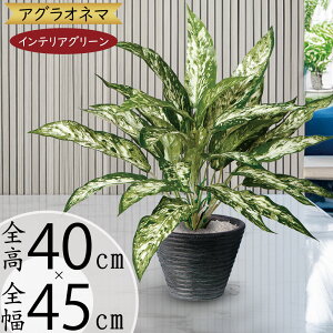 tFCNO[  lC  CeAO[ A lHϗtA lH  A[gO[ CeA IuWF t  { Vzj JXj  