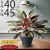 カラテア フェイクグリーン おしゃれ 人気 リアル おすすめ インテリアグリーン 人工観葉植物 造花 樹木 …