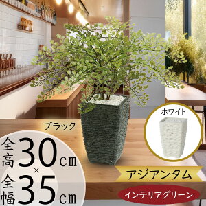 フェイクグリーン おしゃれ 人気 おすすめ インテリアグリーン リアル アジアンタム 小型 小さい 小さめ テーブルサイズ 卓上サイズ ギフト プレゼント 引っ越し祝い 新築祝い 造花 人工観