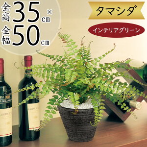 tFCNO[  lC A  CeAO[ lHϗtA   CeA IuWF A[gO[ {  t e[u TCY Mt