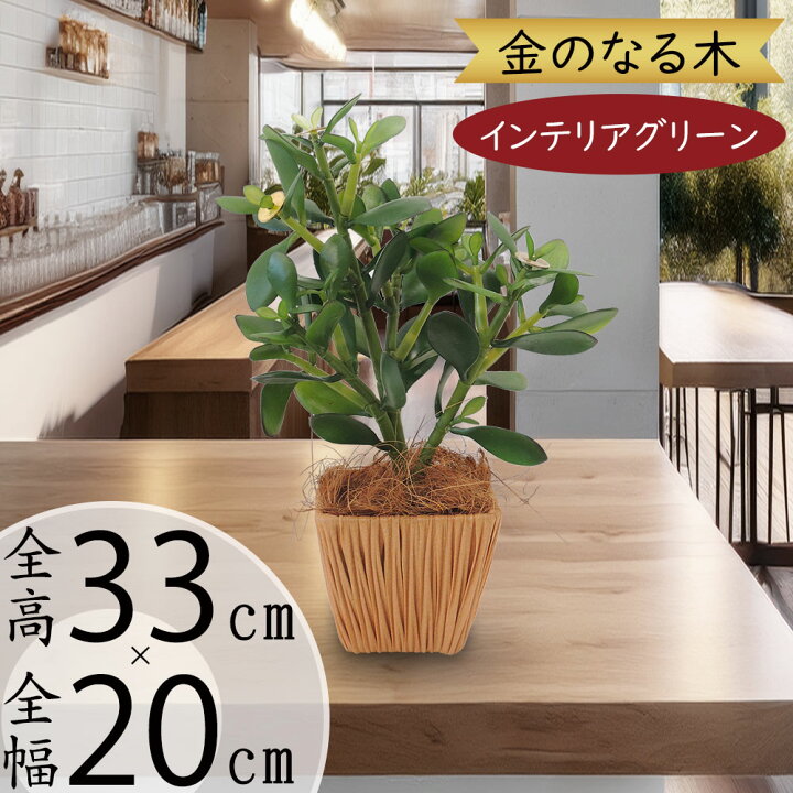 楽天市場】フェイクグリーン おしゃれ 多肉植物 お金のなる木 人気 