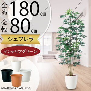 tFCNO[  ^ VFt J|bN lC  A CeAO[ lHϗtA  lH ϗtA A[gO[ A[gvc IuWF  V