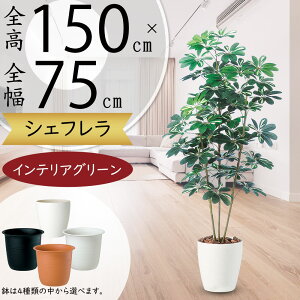 tFCNO[  ^ VFt J|bN lC  A CeAO[ lHϗtA  lH ϗtA A[gO[ A[gvc IuWF  X