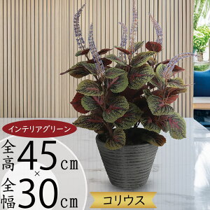 tFCNO[ REX REX  lC A  CeAO[ lHϗtA  lH A[gO[ IuWF { CeA Mtg 蕨 V