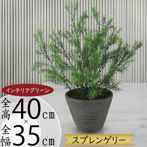 tFCNO[ AXpKX  lC A  CeAO[ lHϗtA  lH  A[gO[ IuWF { CeA Mtg 蕨 Vz