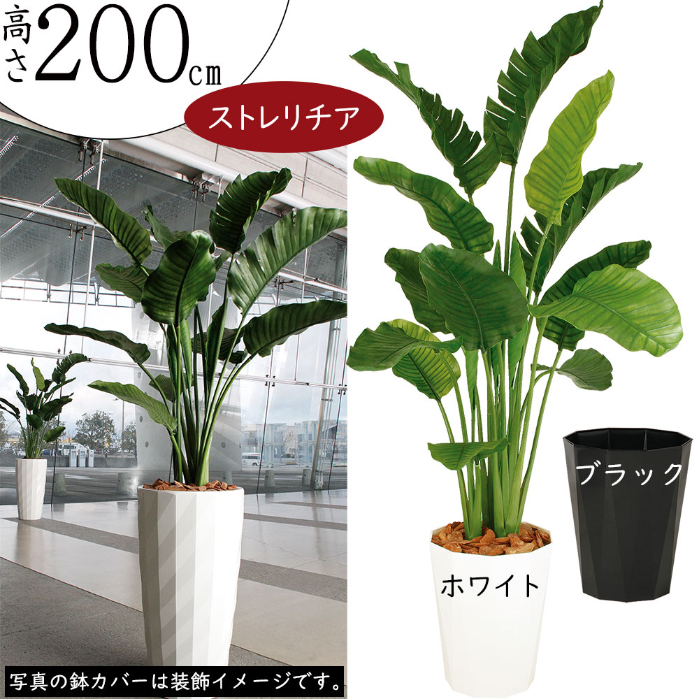ストレリチア オーガスタ ストレチア 観葉植物 大型 特大 - 植物/観葉植物