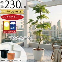 楽天市場】エバーフレッシュ 大型（花・観葉植物｜花・ガーデン・DIY 
