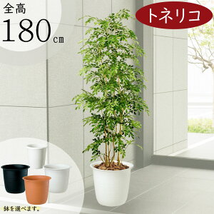 tFCNO[ ^  lC A  glR V}glR CeAO[  lHϗtA lH t A[gO[ IuWF 傫 傫  r