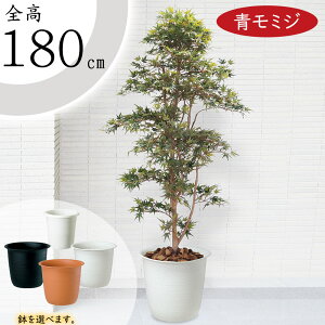 ݂ ~W tFCNO[ ^  lC A CeAO[ lHϗtA lH ϗtA  A[gO[ A[gvc CeA IuWF Ƌ  Mt