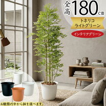 楽天市場】フェイクグリーン 大型（種類（植物）シマトネリコ）の通販