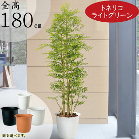 【フェイクグリーン】観葉植物 大型 おしゃれ 全高1.8m トネリコ インテリアグリーン インテリア 造花 人工樹木 樹木 グリーン 人工観葉植物 アートグリーン オブジェ シマトネリコ ライトグリーン フェイク 高品質 人気 鉢付き お祝い 新築祝い 引越し祝い 開店祝い 贈答