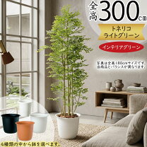 楽天市場】シマトネリコ 3mの通販