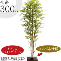 楽天市場】シマトネリコ 3mの通販 