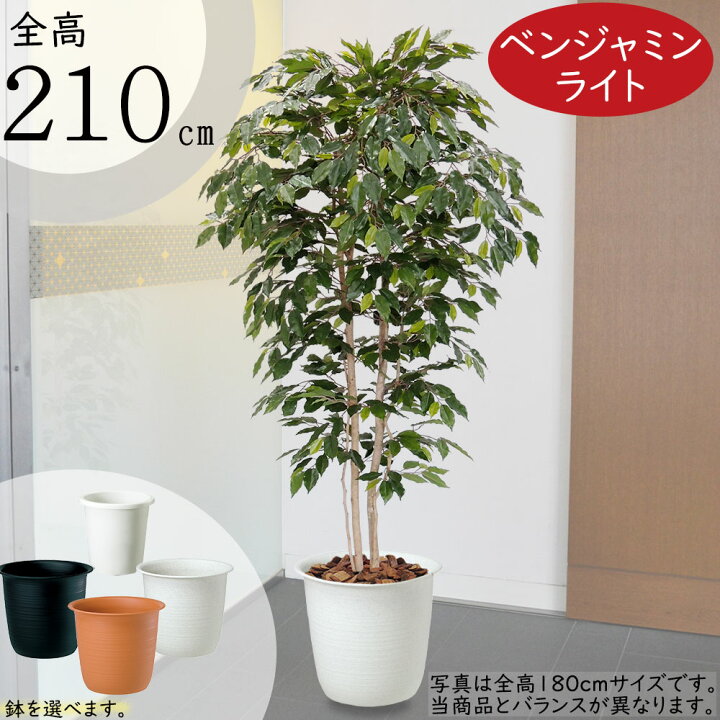 楽天市場】フェイクグリーン 大型 観葉植物 おしゃれ フィカス 