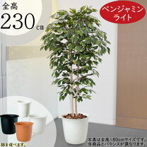 楽天市場】3M（種類（植物）ベンジャミン）（花・観葉植物｜花 