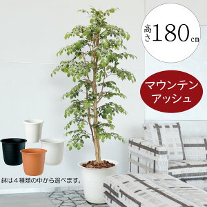 tFCNO[ ^  lC A CeAO[ ϗtA lHϗtA lH  CeA IuWF A[gO[ fBXvC Mtg Vzj JXj 